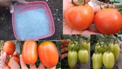 Super Adubo Orgânico Para Tomates