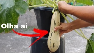 Como Plantar Abobrinha em Vaso