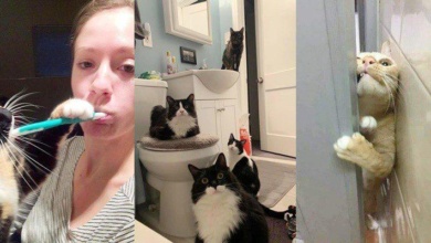 22 gatos que não sabem o que é respeitar a privacidade dos outros