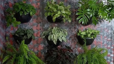 8 Plantas de Sombra em Vasos de Paredes ou Jardins Verticais